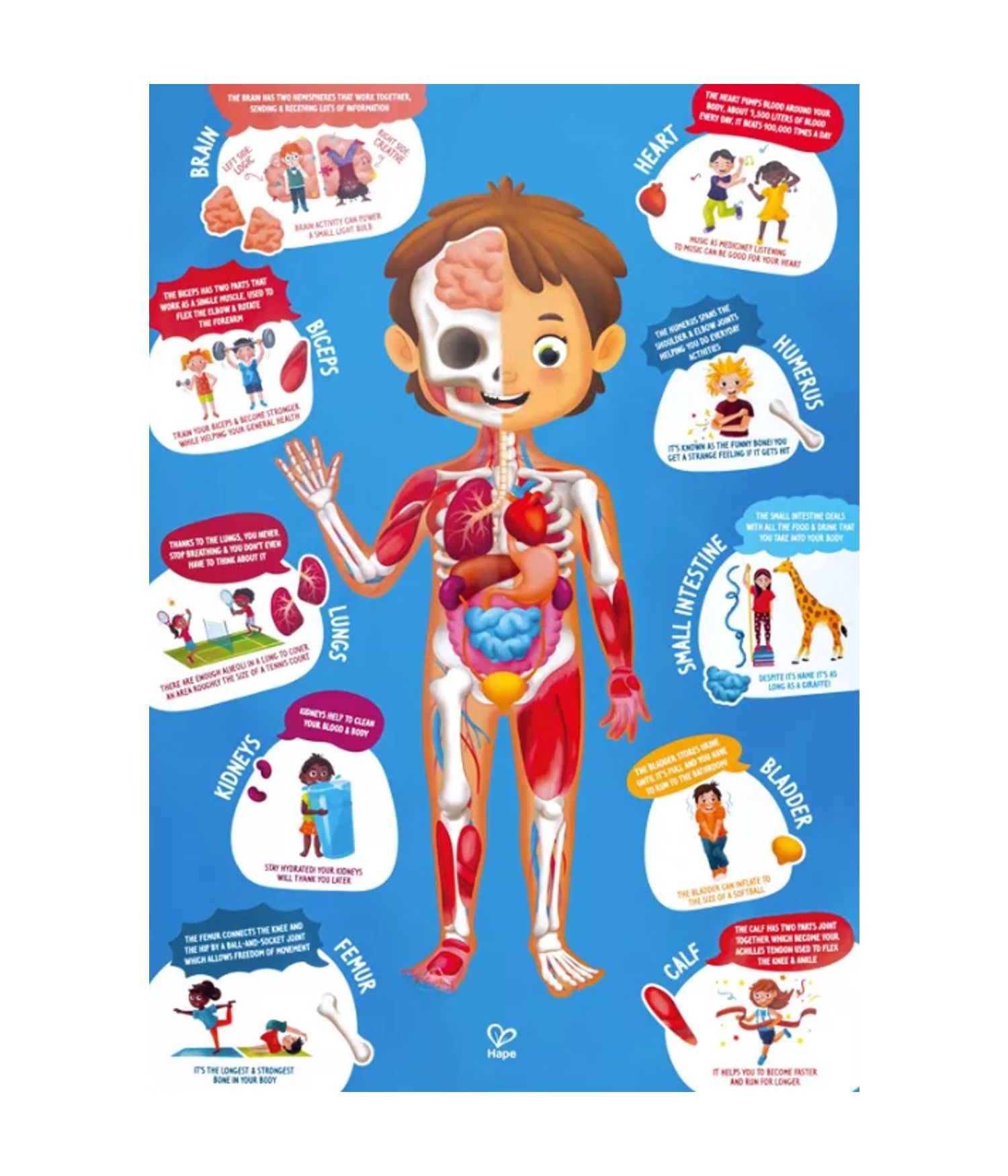 Rompecabezas - Arma y Conoce el Cuerpo Humano - Imagen 3